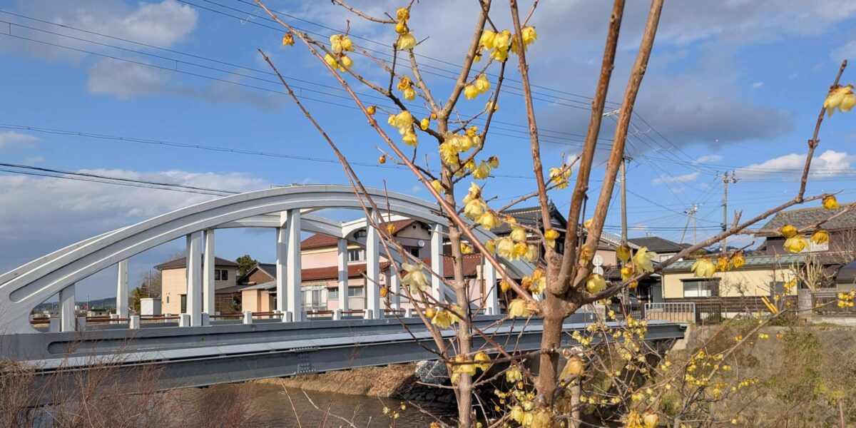 ロウバイの花_大宮橋付近